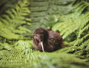 kiwii chick